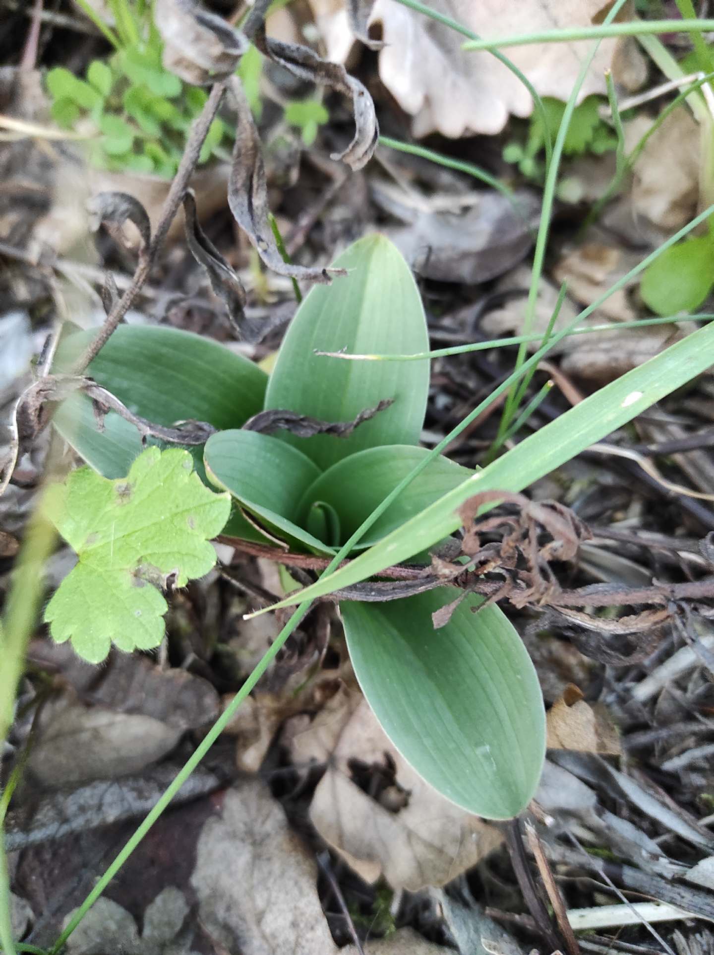 Identificazione rosette basali